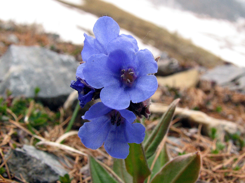 Pulmonaria australis (Murr) Sauer / Polmonaria sudalpina